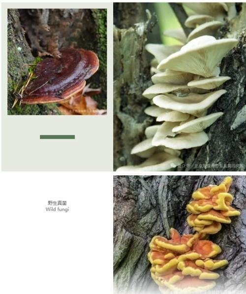 陈康林教授专访:以自然之道疗愈现代之疾——药用真菌的医疗革命